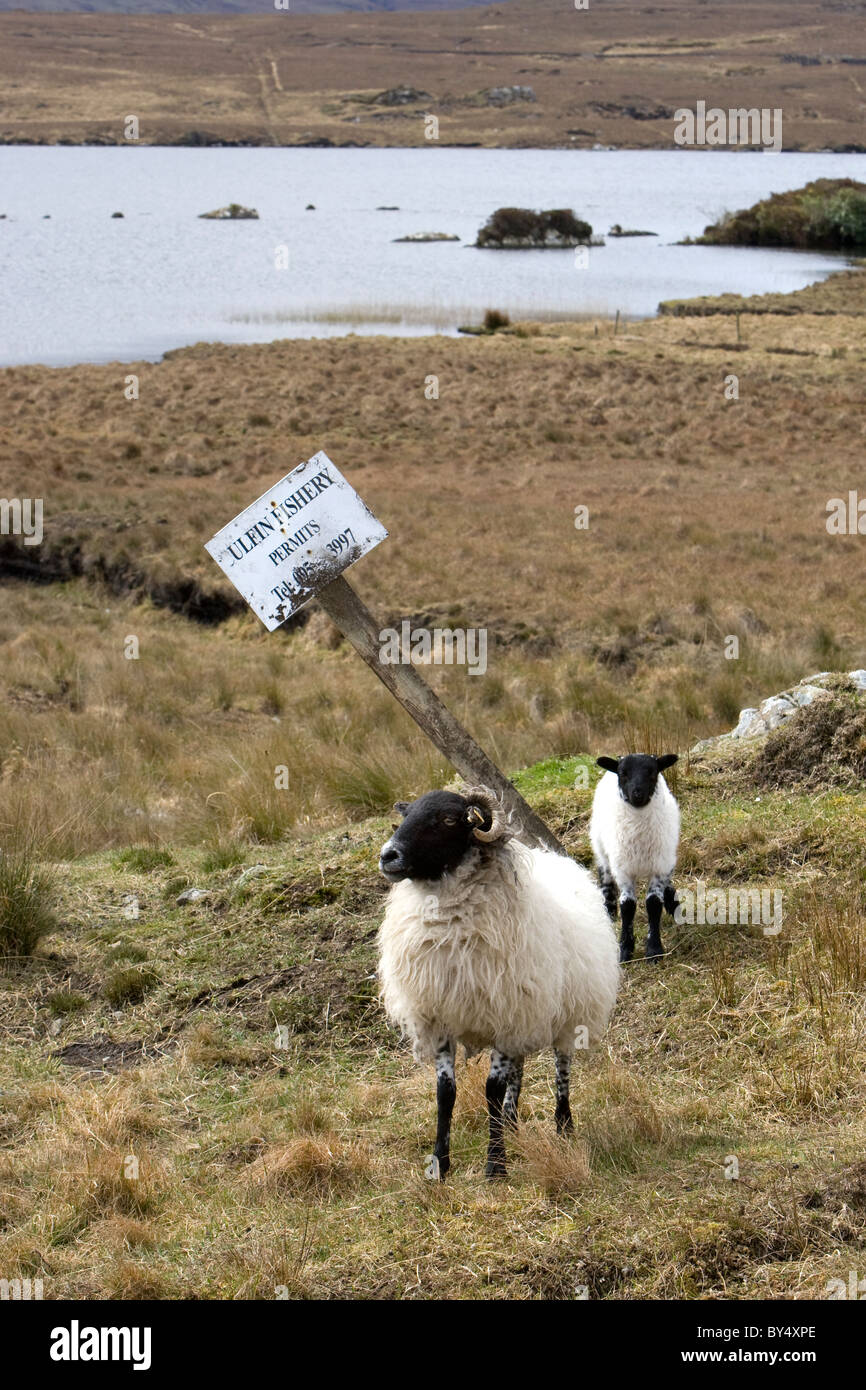 Sheep stand near a sign for Culfin Fishery, Galway, Ireland. Stock Photo