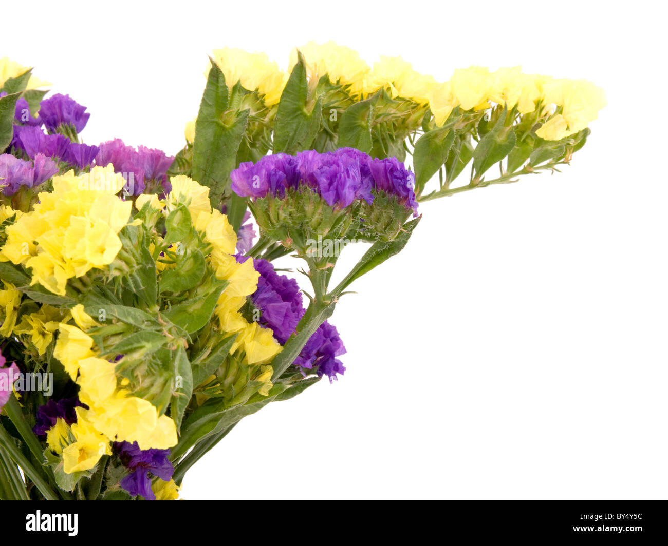 Closeup picture of a bouquet of beautiful statice flowers on white background. Stock Photo