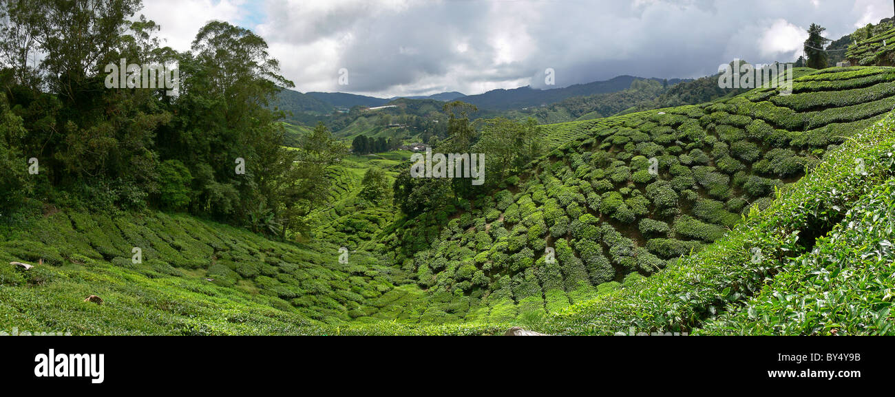 Panoramic view of tea plantation in Malaysia Stock Photo