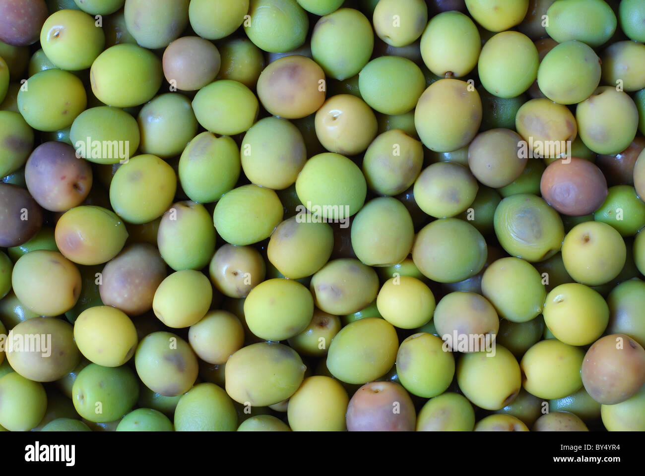 Close up view of green olive background Stock Photo