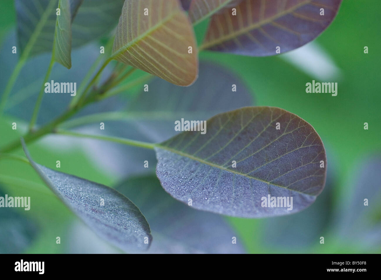 Shallow depth of field features the dew drops on the smoke bush leaves on a summer morning. Stock Photo