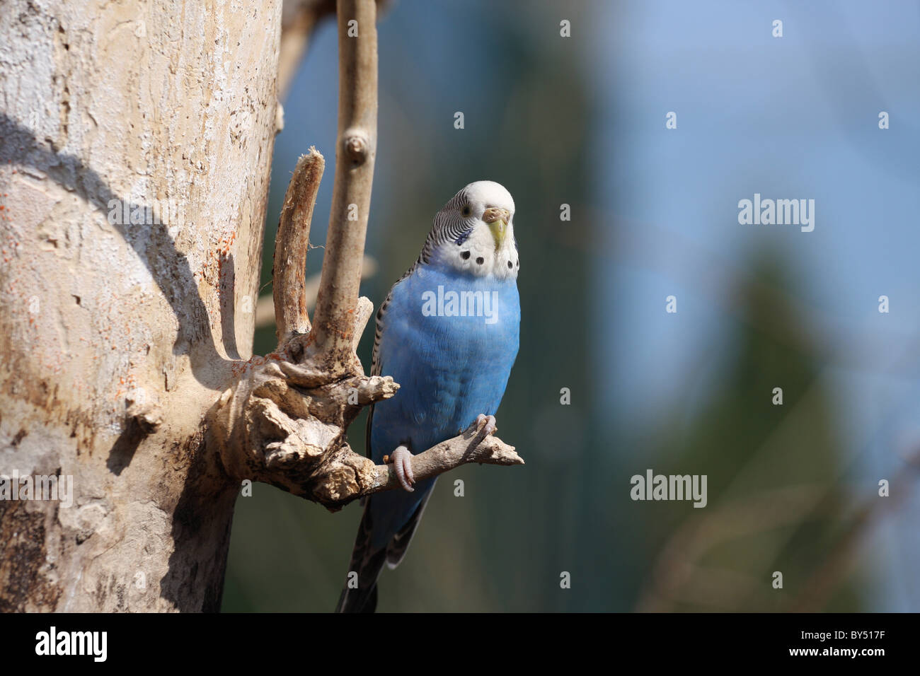 Budgie budgerigar shell grass hi-res stock photography and images - Alamy