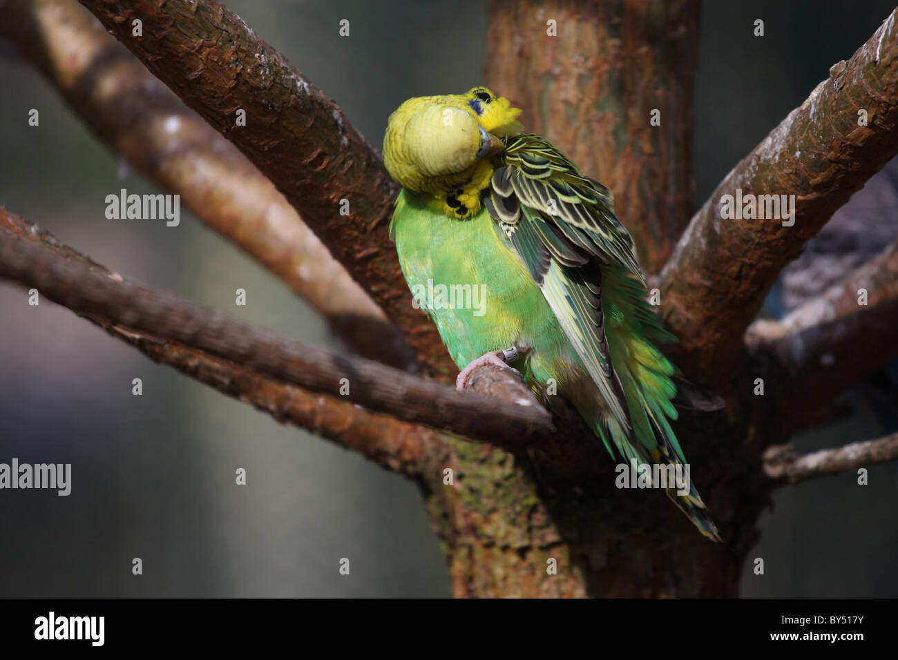Budgie Budgerigar Shell Grass High Resolution Stock Photography and ...