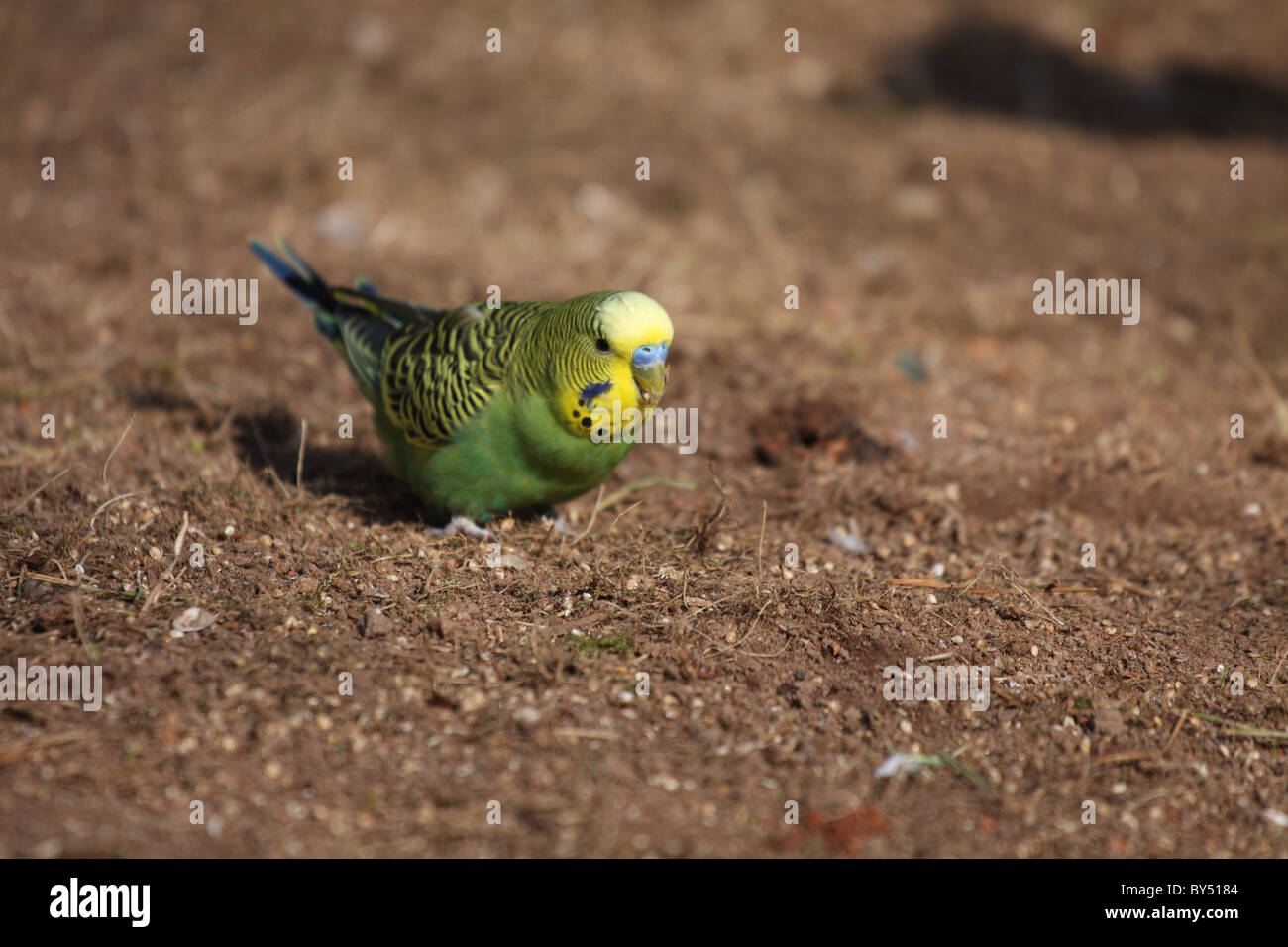 Budgie Budgerigar Shell Grass High Resolution Stock Photography and ...