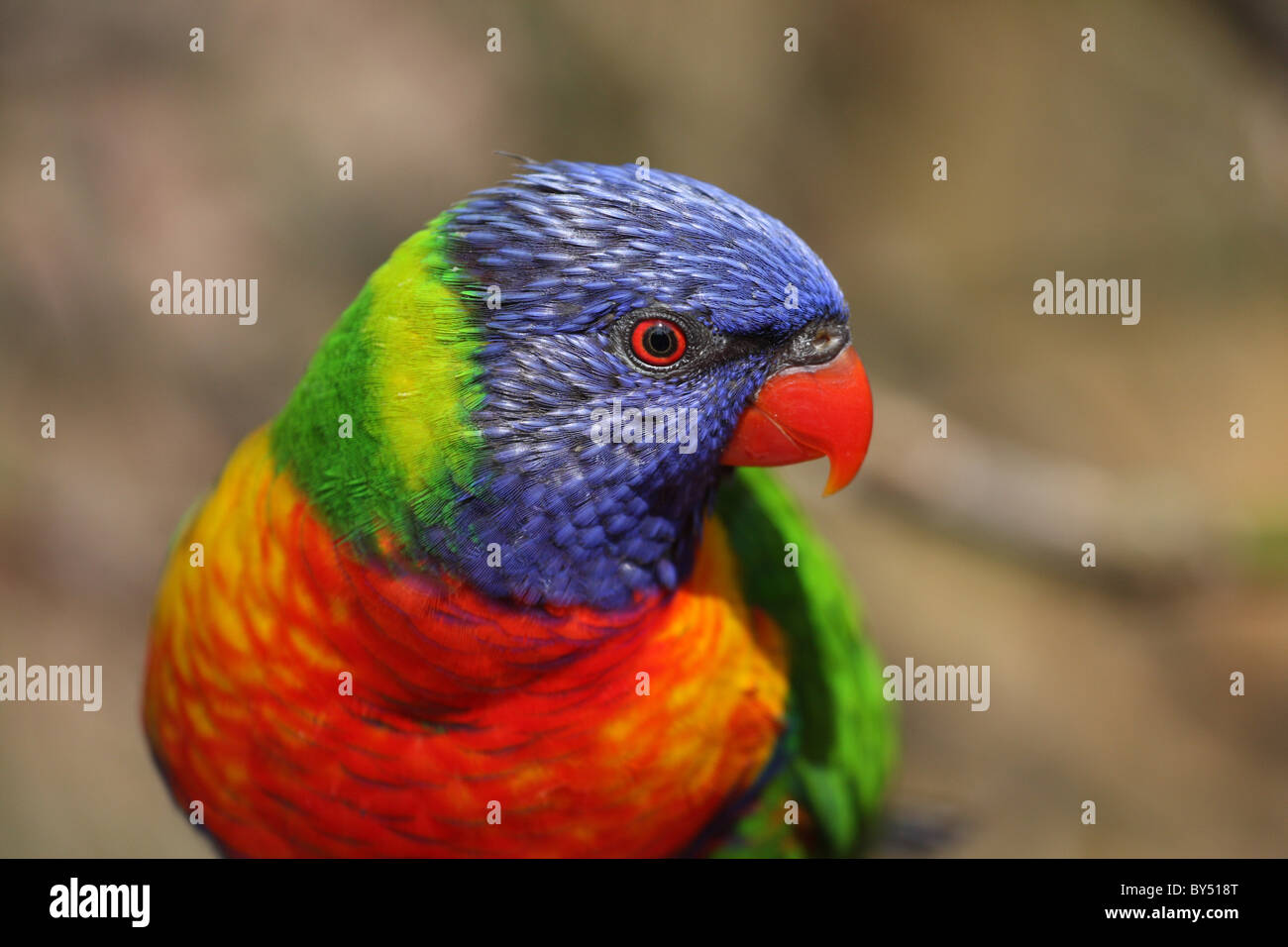 Lory0 Colorful lory hi-res stock photography and images - Alamy