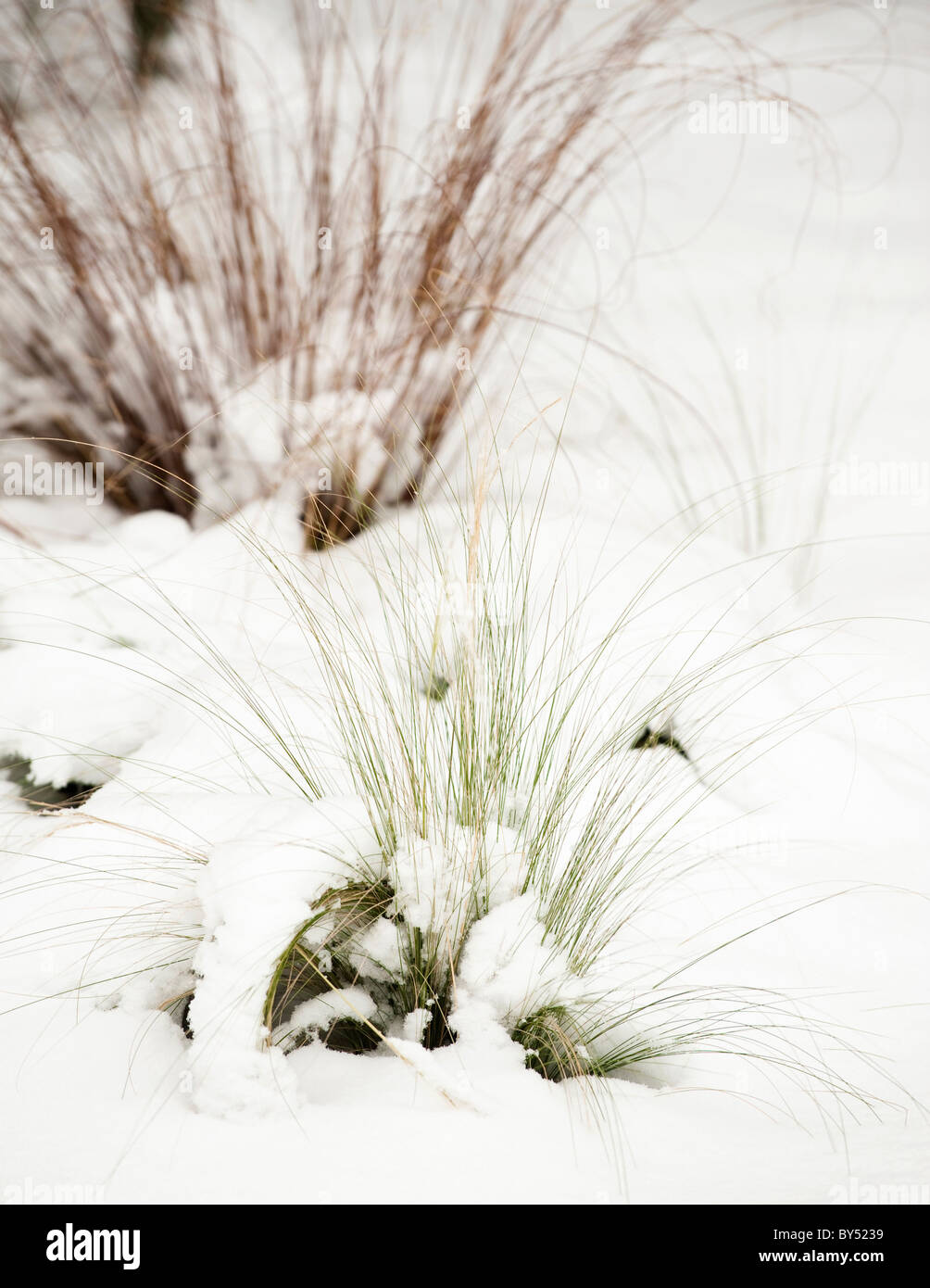 Ornamental grasses in the snow Stock Photo