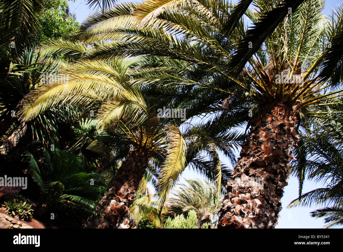 Palm trees in sunshine Stock Photo Alamy
