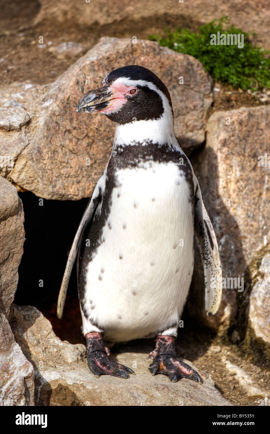 Humboldt Penguin (spheniscus humboldti) Stock Photo