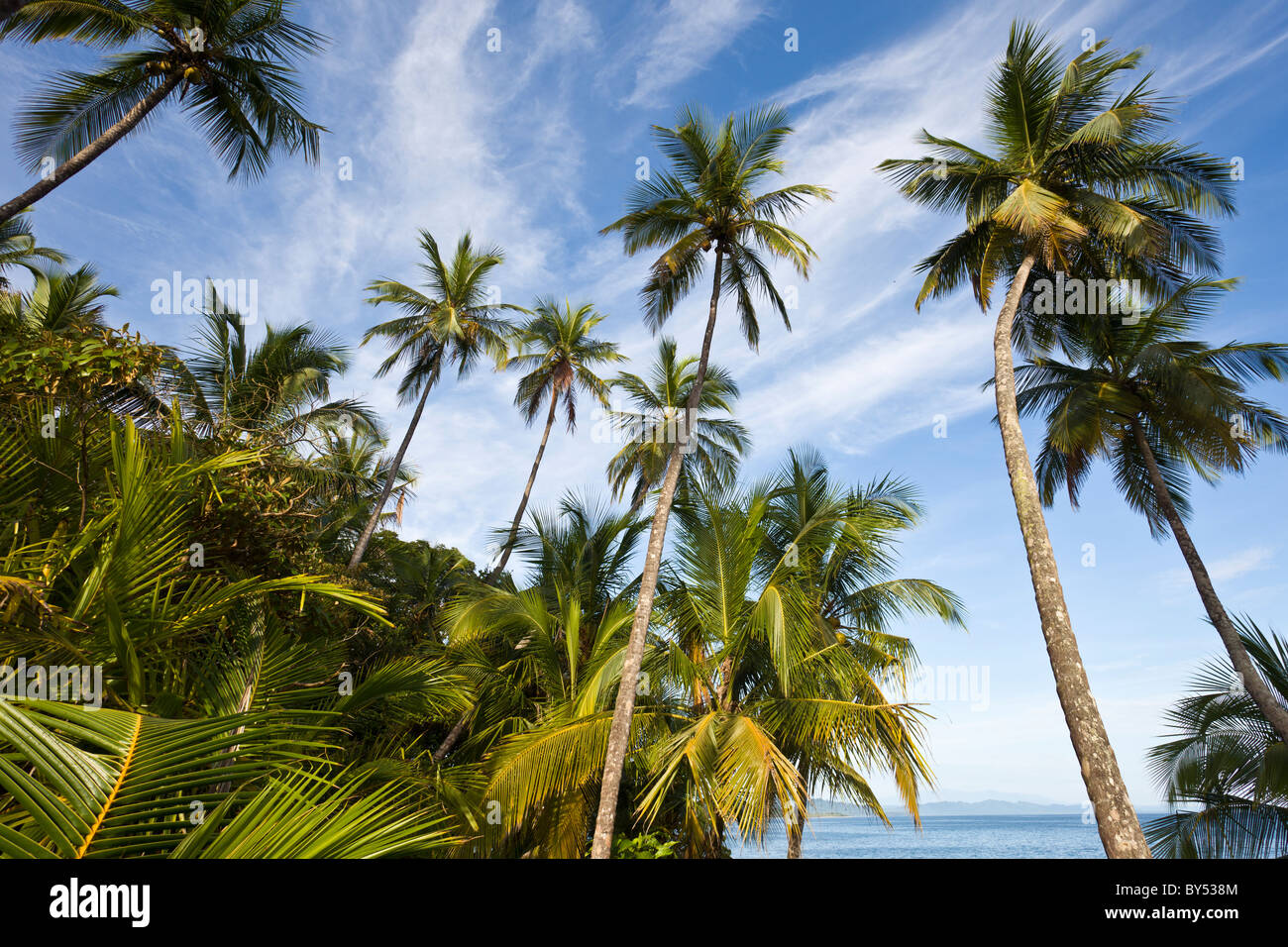 Palm trees frame the Caribbean Sea at the tropical forest wildlife ...