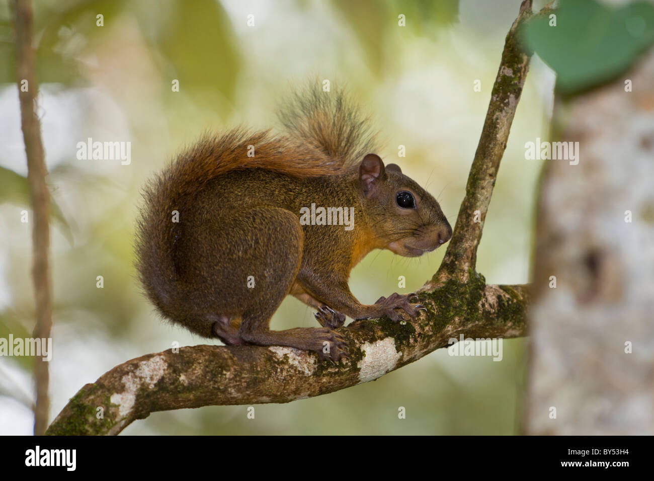 Red-tailed squirrel (Sciurus granatensis) foraging in the Gandoca-Manzanillo Wildlife Refuge, Limon Province, Costa Rica. Stock Photo