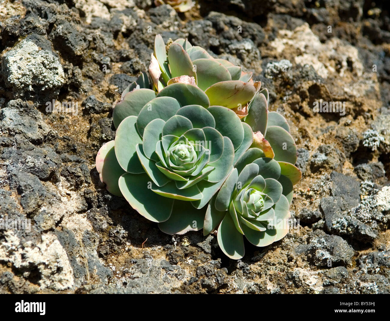 El Hierro, Canary Islands, Spain. Yellow flowers of one of the succulent houseleek varieties on rock face in El Julan region Stock Photo