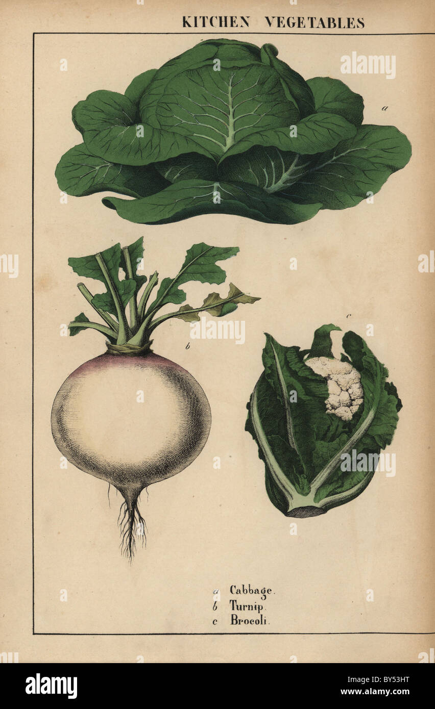 Cabbage Brassica oleracea, turnip Brassica rapa and broccoli [brocoli] Brassica oleracea. Stock Photo