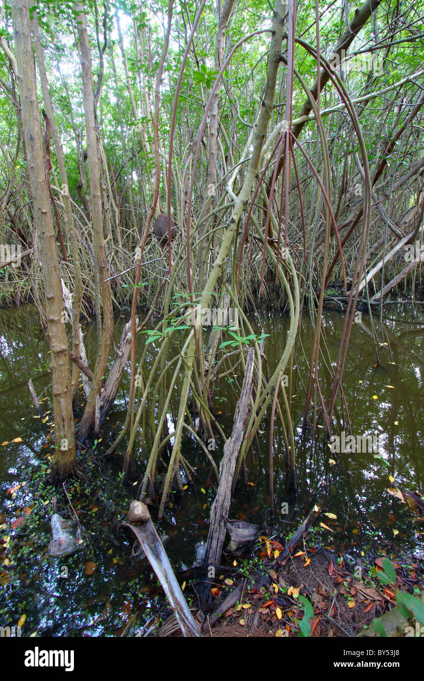 Mangroves Of Puerto Rico Stock Photo Alamy