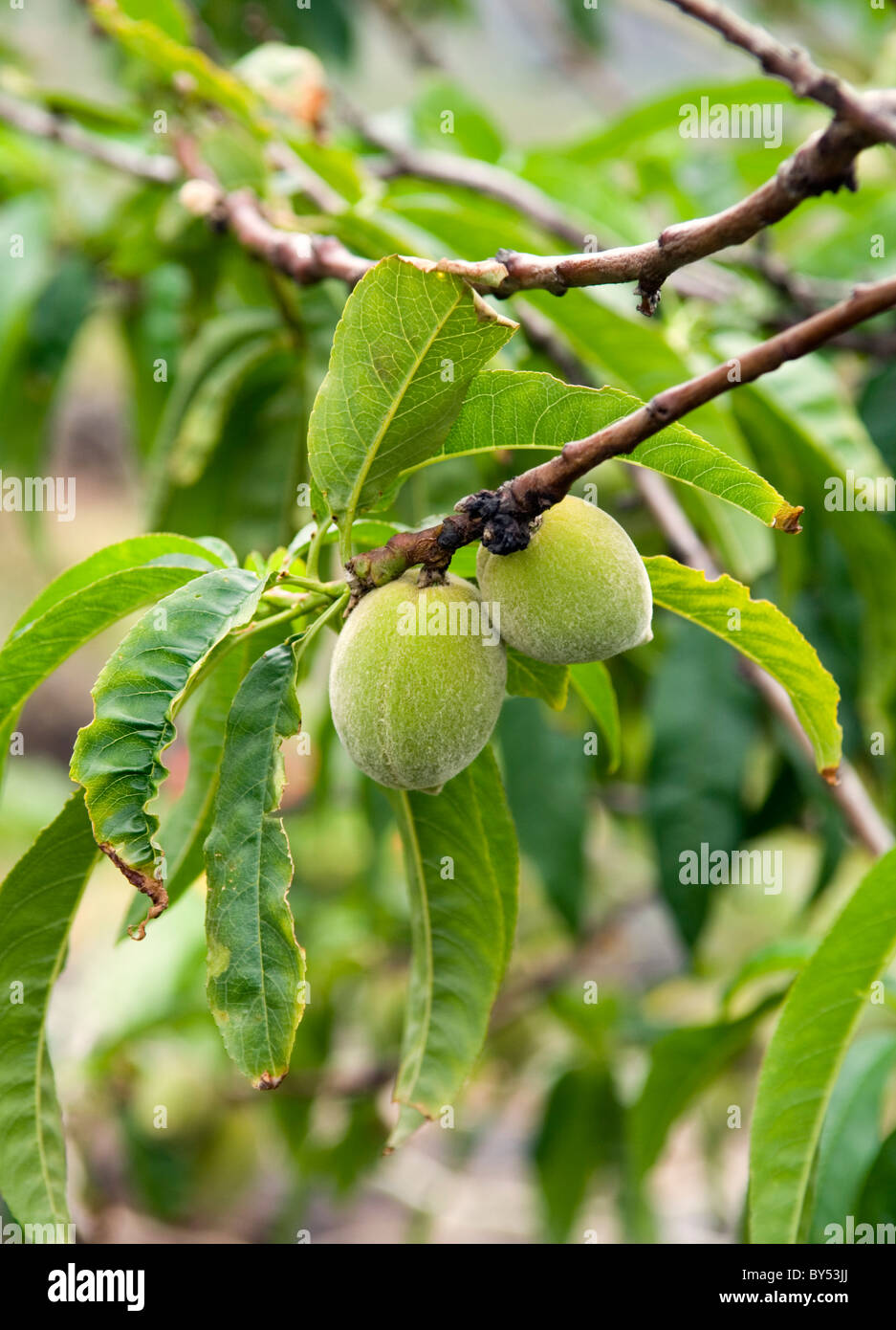Island of El Hierro, Canary Islands, Spain. Flora & fauna. Young peach fruit growing on tree branch. Prunus persica Stock Photo
