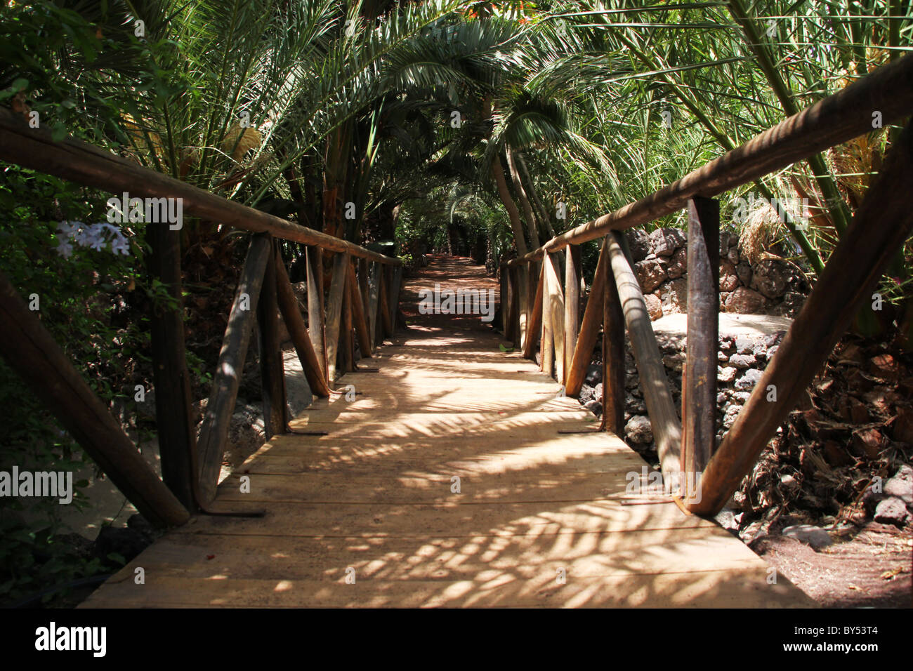 Footpath in bright sun under palm trees Stock Photo
