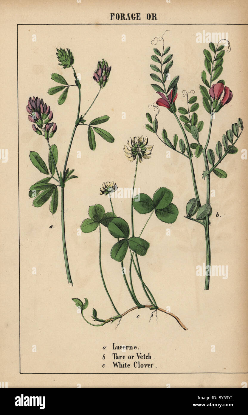 Lucerne or alfalfa Medicago sativa, tare or vetch Vicia sativa, and white clover Trifolium repens. Stock Photo