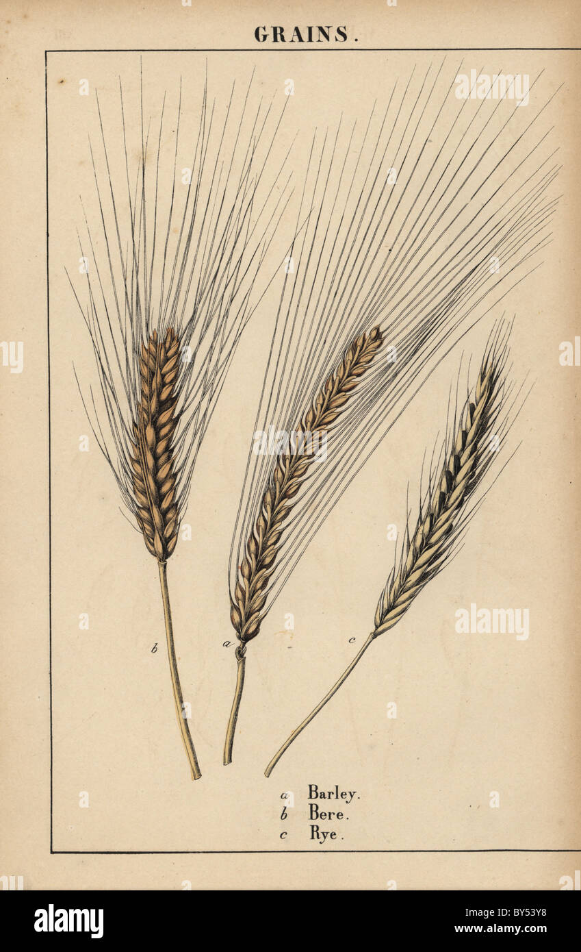 Barley Hordeum vulgare, bere Hordeum and rye grass Secale cereale. Stock Photo