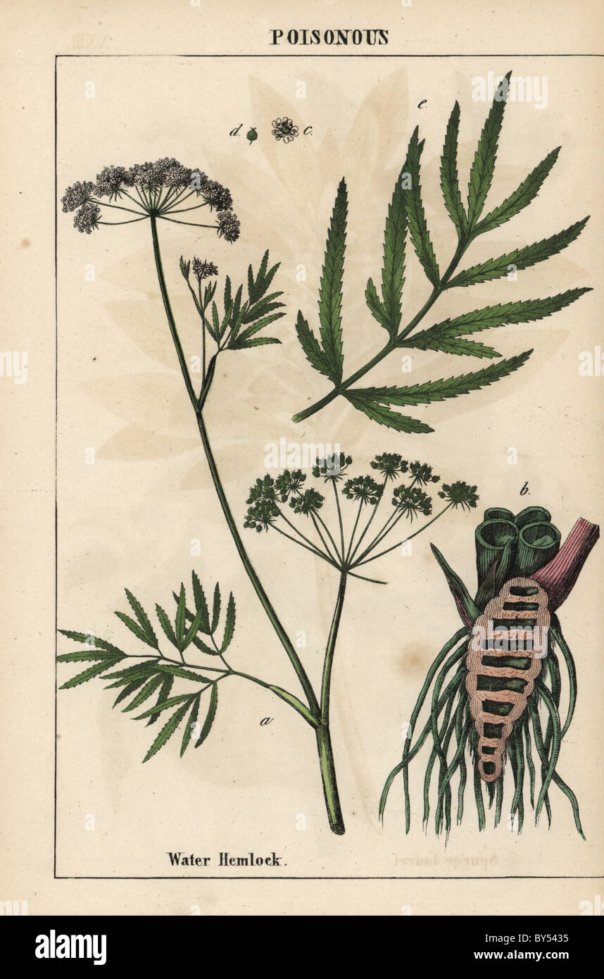 Water hemlock showing leaves, root structure and flowers. Cicuta virosa