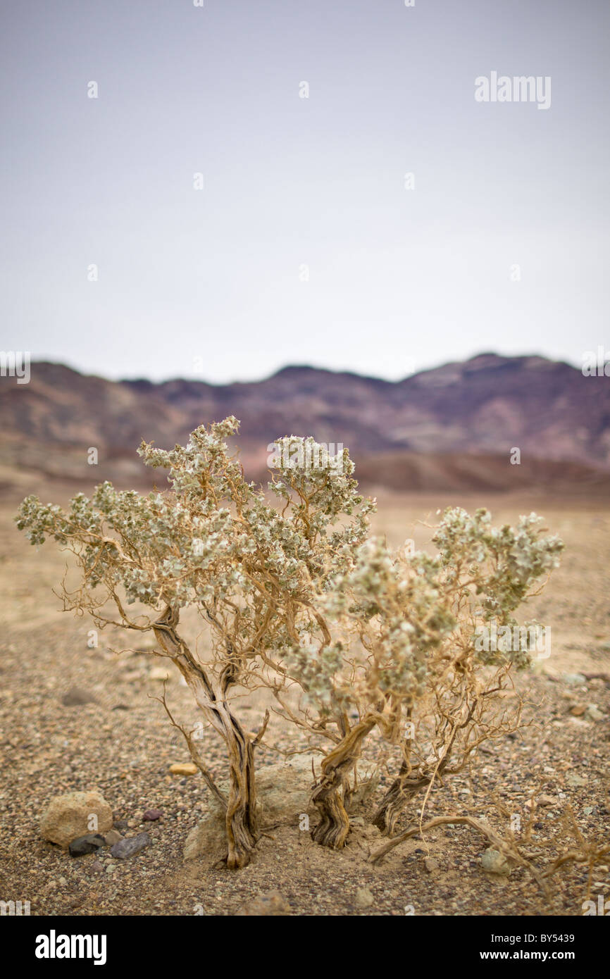 Desert vegetation, in growing in the Panamint Valley near Death Valley National Park, California, USA. Stock Photo
