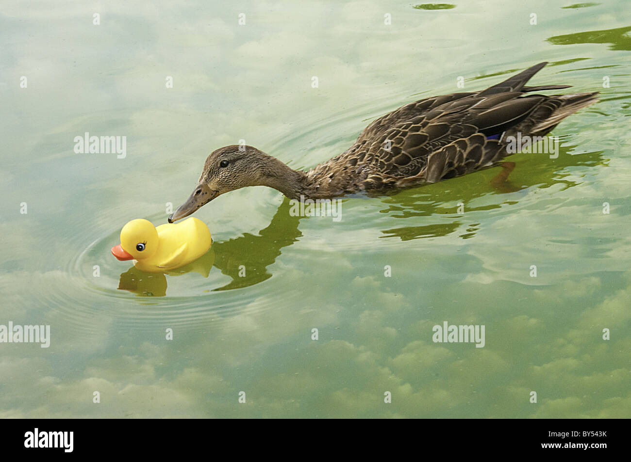 Rubber duckies kiss on the waterfront. Room for copy in the silhouette space. Stock Photo