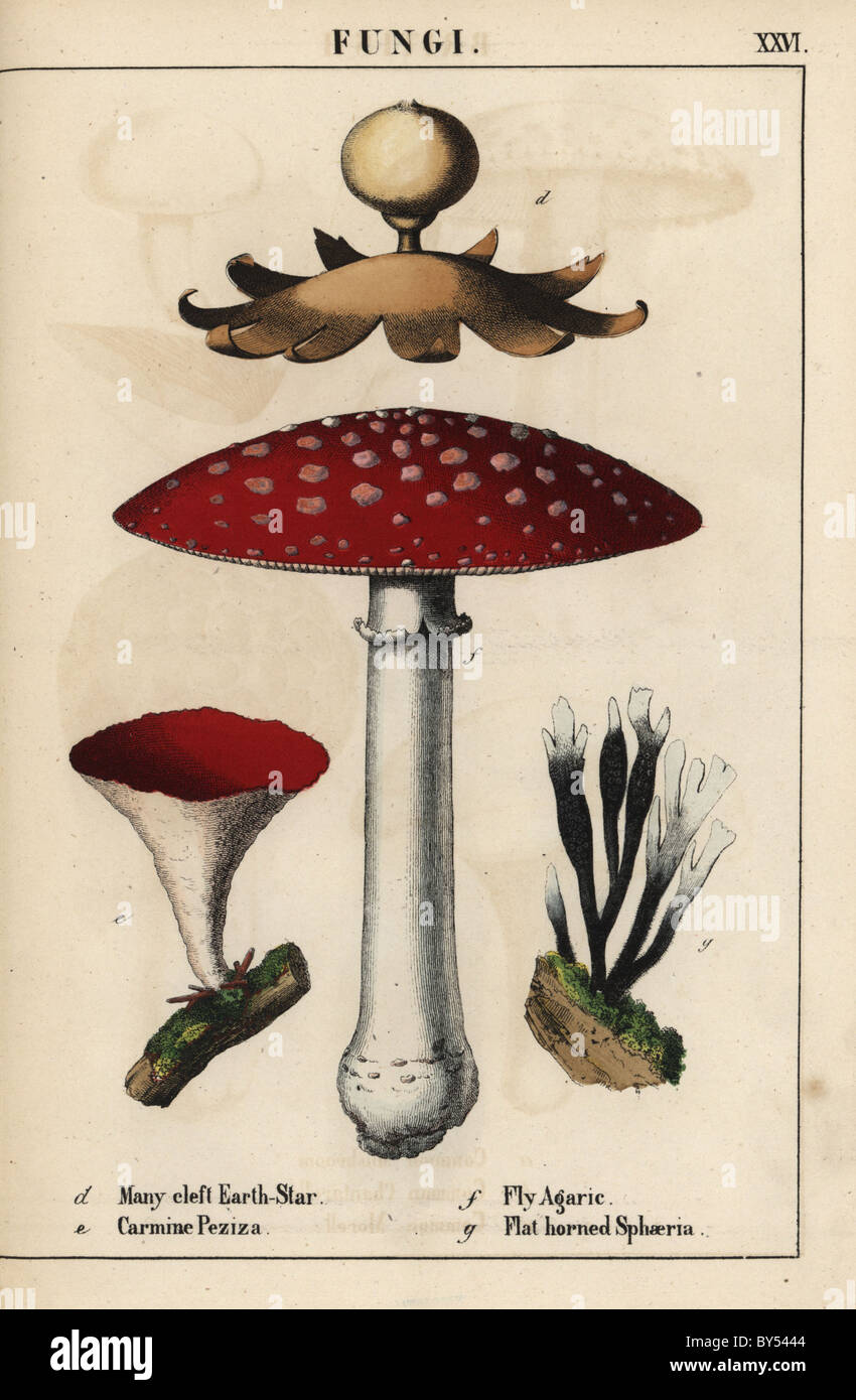 Many-cleft earthstar Geastrum, carmine Peziza, fly agaric Amanita muscaria, and flat-horned sphaeria mushrooms. Stock Photo