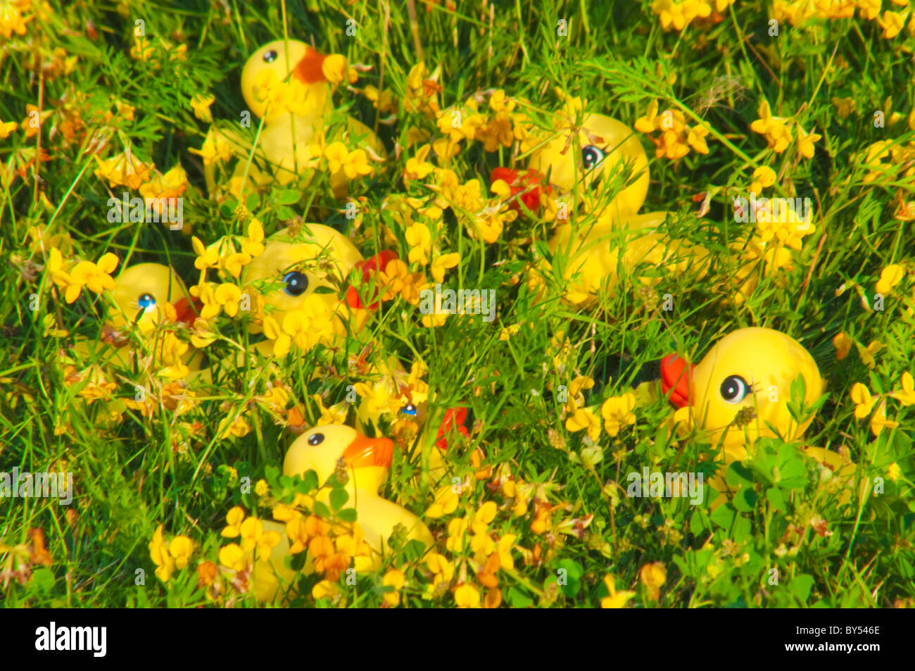 Playing hide and seek. These rubber duckies are well hidden in the flowers. Stock Photo