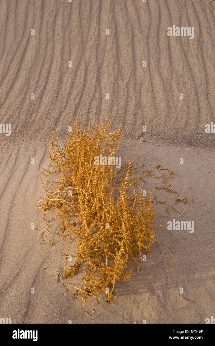 Sand ripple pattern and Creosote bush, Larrea tridentata at Mesquite Flat Sand Dunes, Death Valley National Park California USA. Stock Photo