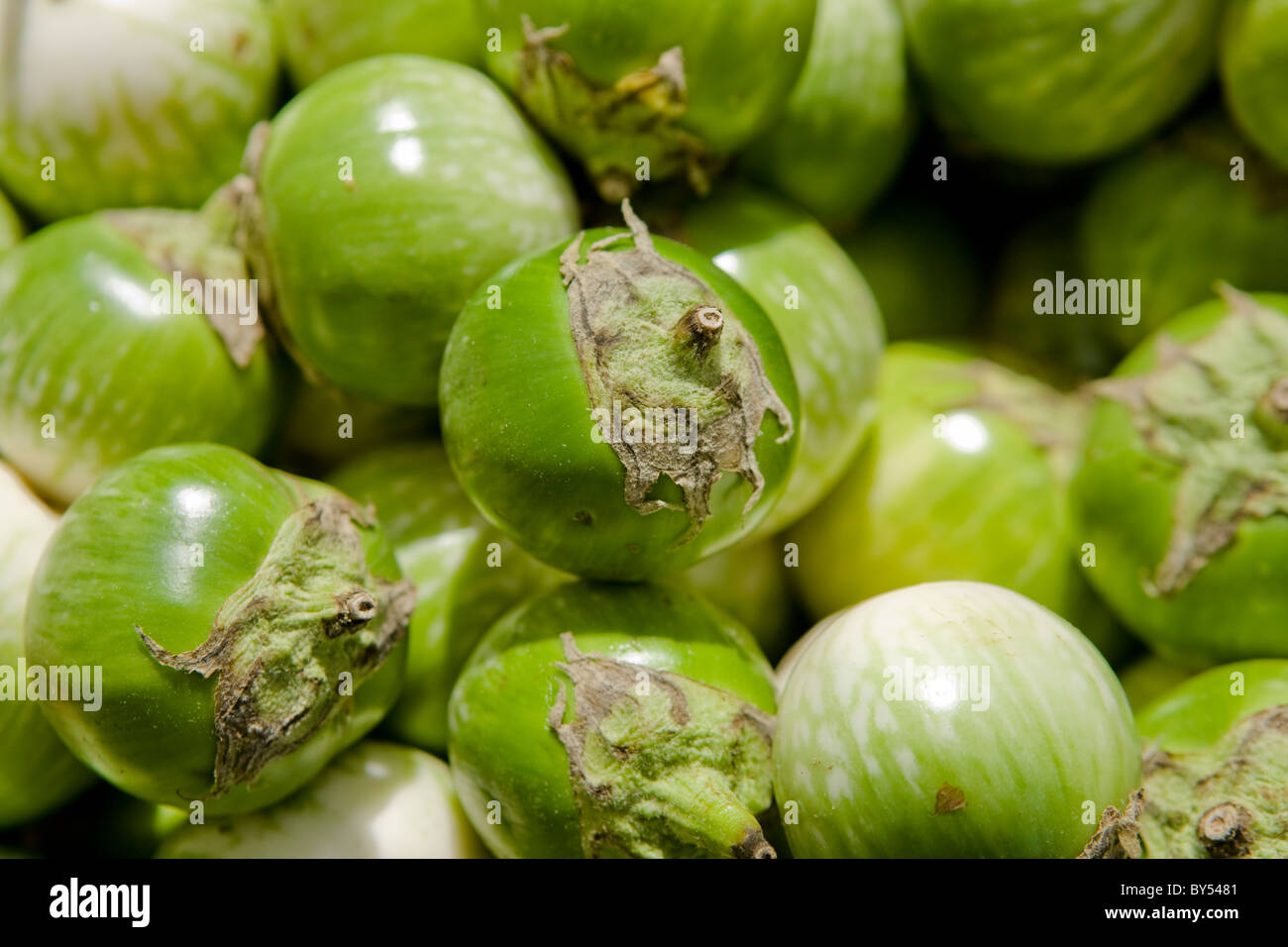 Close-up of Organic tomatillos at the Coventry farmers market, Connecticut Stock Photo