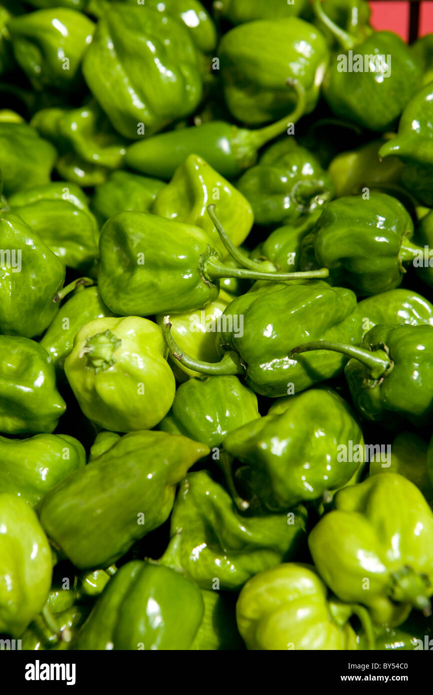 Close-up of habanero chili peppers at the Coventry farmers market, Connecticut Stock Photo