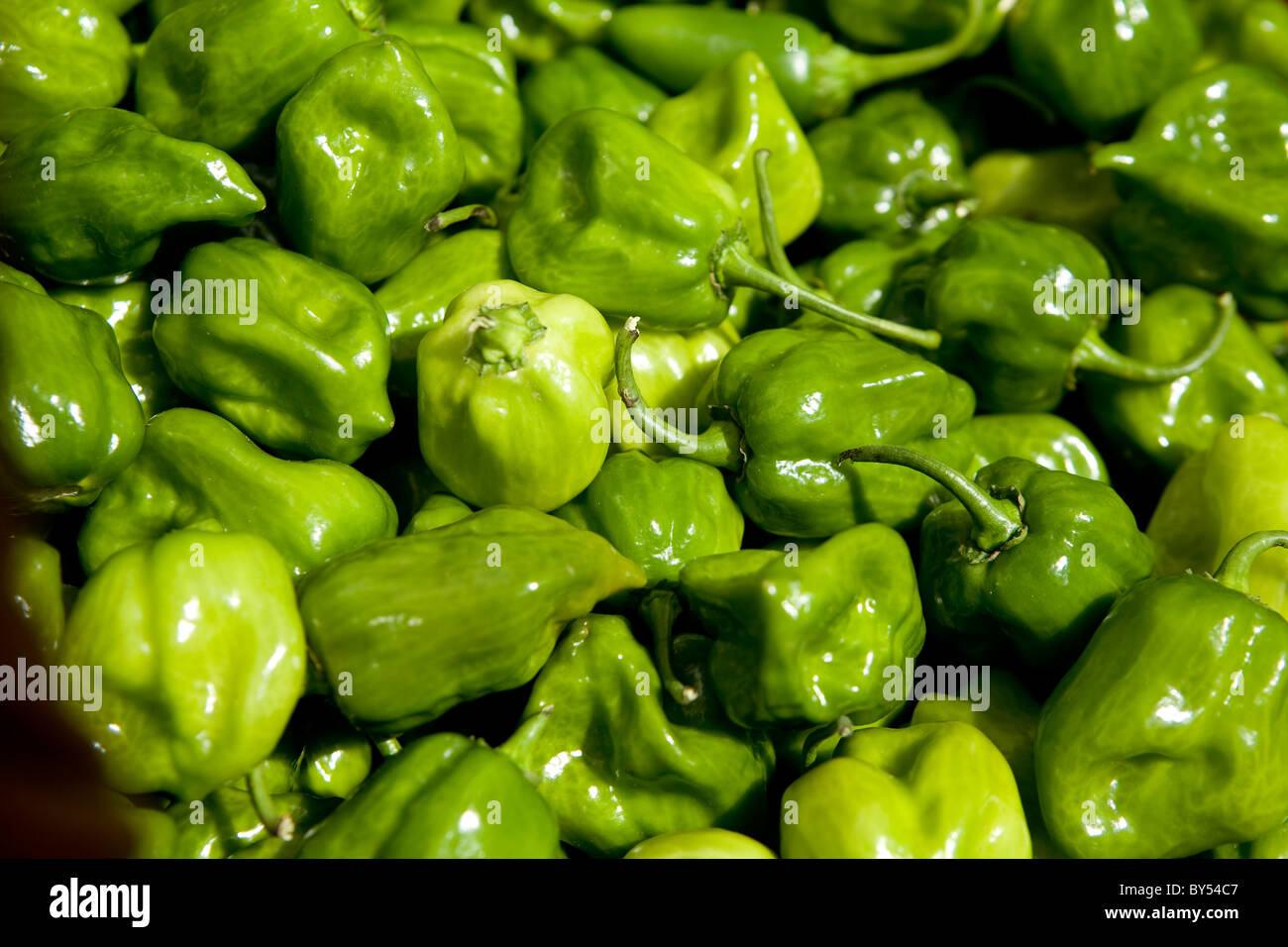 Close-up of habanero chili peppers at the Coventry farmers market, Connecticut Stock Photo