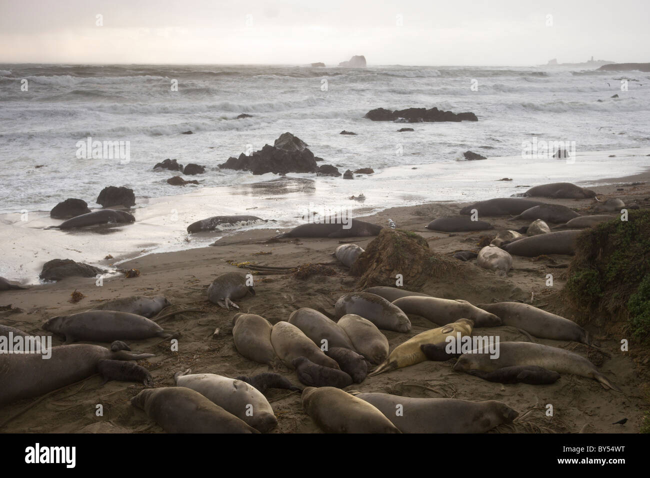 Northern Elephant Seals (Mirounga angustirostris) at the Piedras Blancas rookery in near San Simeon Central California. Stock Photo