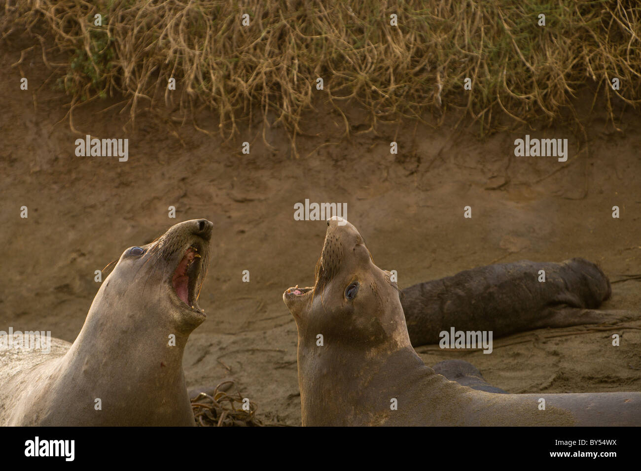 Two female Northern Elephant Seals (Mirounga angustirostris) fighting at the Piedras Blancas rookery in near San Simeon Central California. Stock Photo