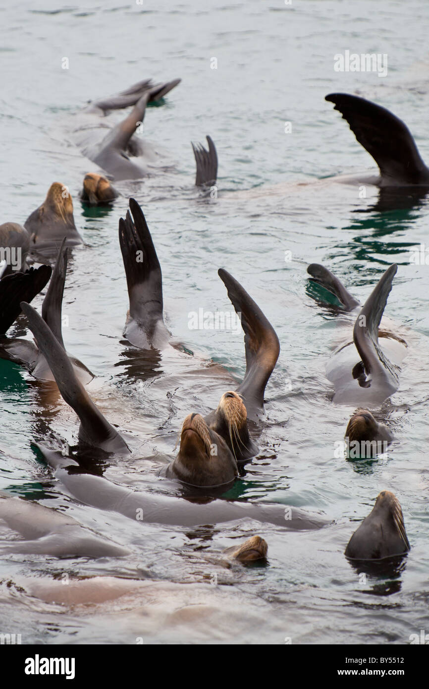 Group of California Sea Lions (Zalophus californianus) with flippers raised to warm themselves in Monterey Bay, California, USA. Stock Photo