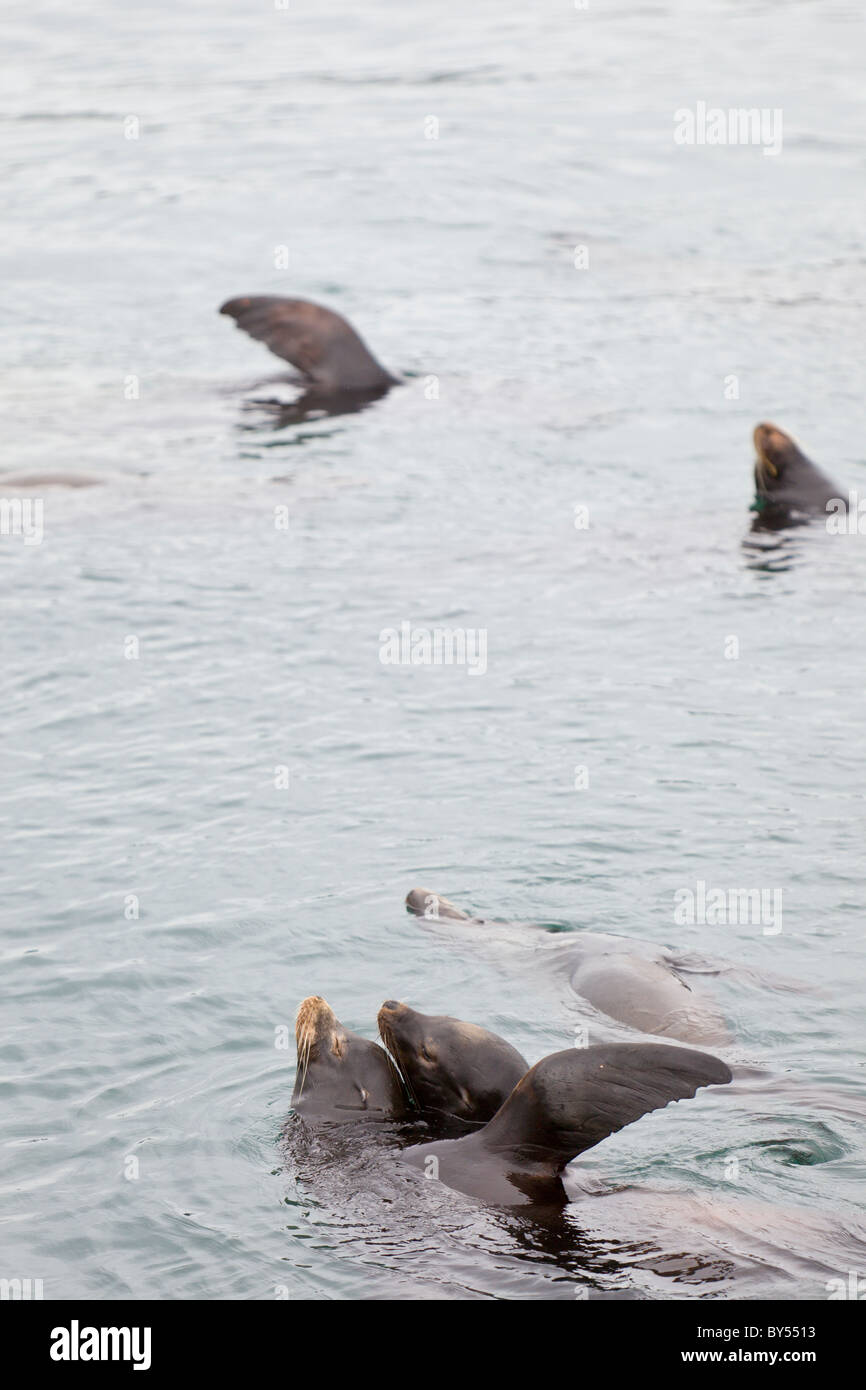 California Sea Lions (Zalophus californianus) with flippers raised to warm themselves in Monterey Bay, California, USA. Stock Photo
