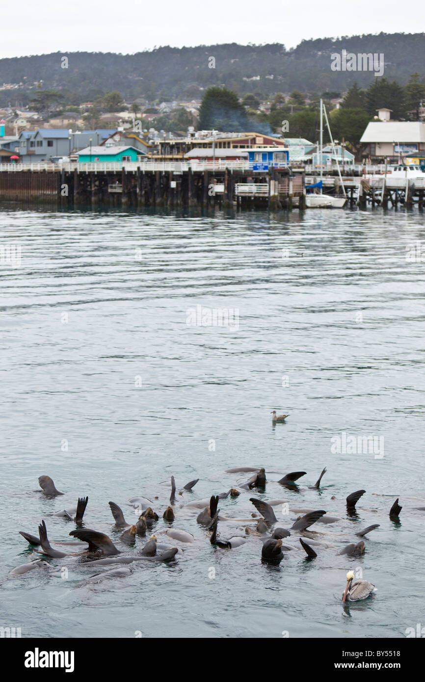 Group of California Sea Lions (Zalophus californianus) with flippers raised to warm themselves in Monterey Bay, California, USA. Stock Photo