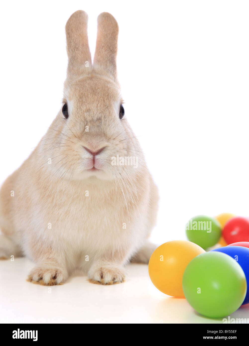 Cute little easter bunny with colored eggs. All on white background. Stock Photo