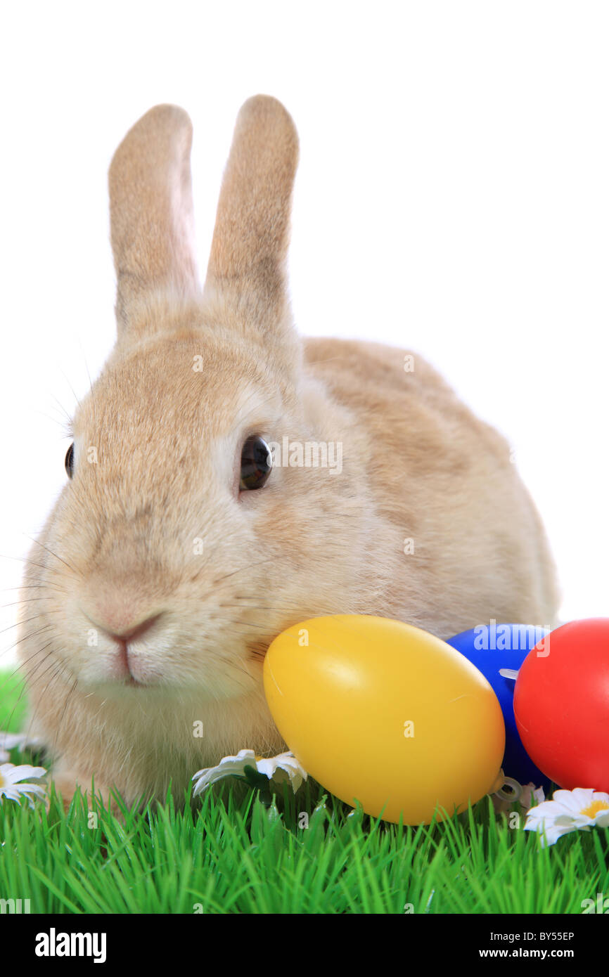 Cute little easter bunny on green meadow with colored eggs. All on white background. Stock Photo