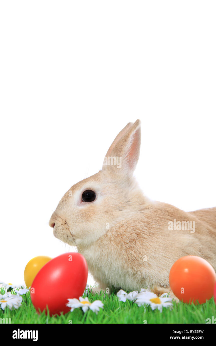Cute little easter bunny on green meadow with colored eggs. All on white background. Stock Photo
