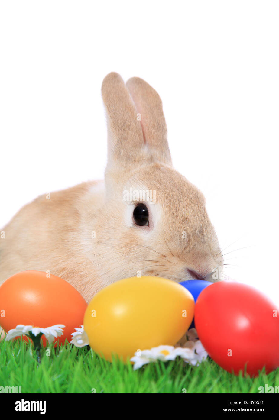 Cute little easter bunny on green meadow with colored eggs. All on white background. Stock Photo