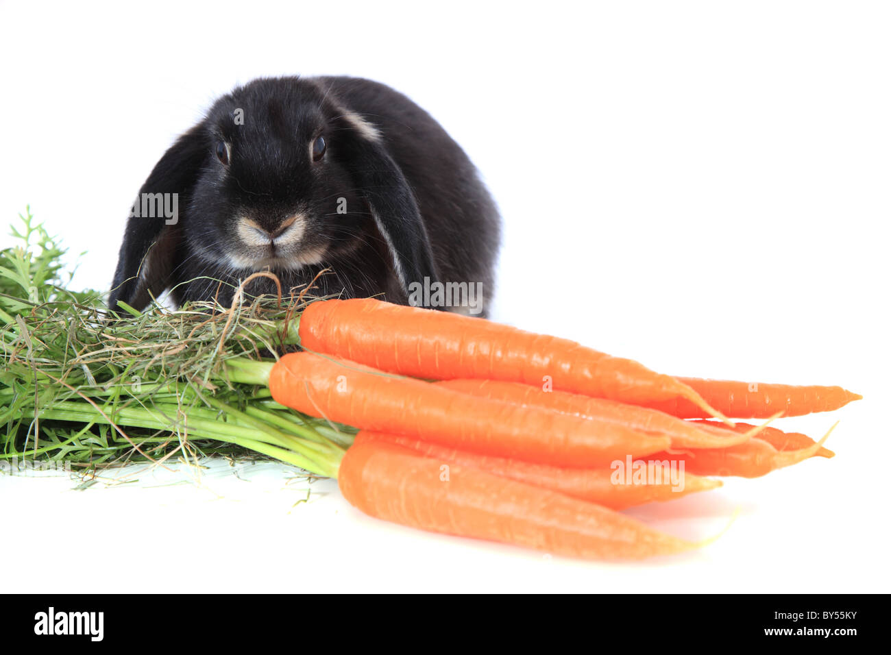 Cute little bunny eating fresh carrots. All on white background. Stock Photo