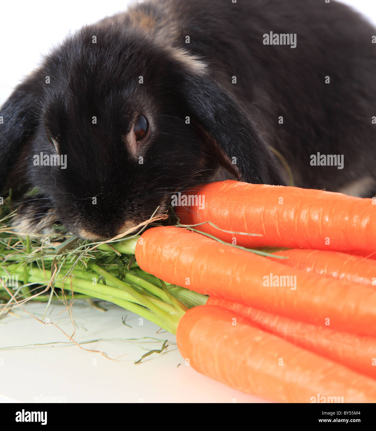 Cute Little Bunny Eating Fresh Carrots All On White Background Stock 