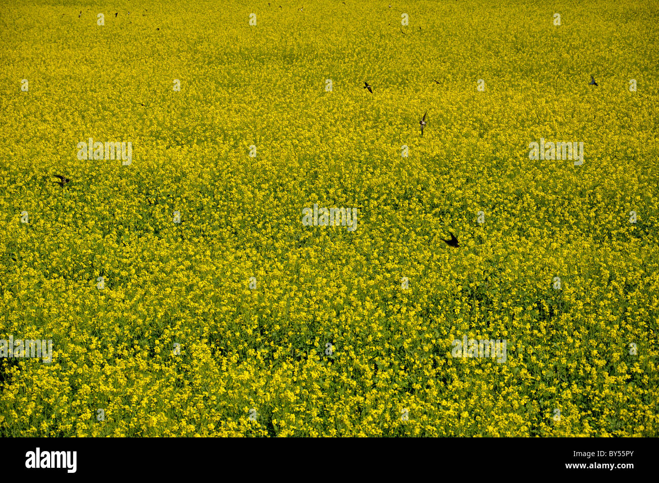 Mustard Cultivation, India Stock Photo Alamy