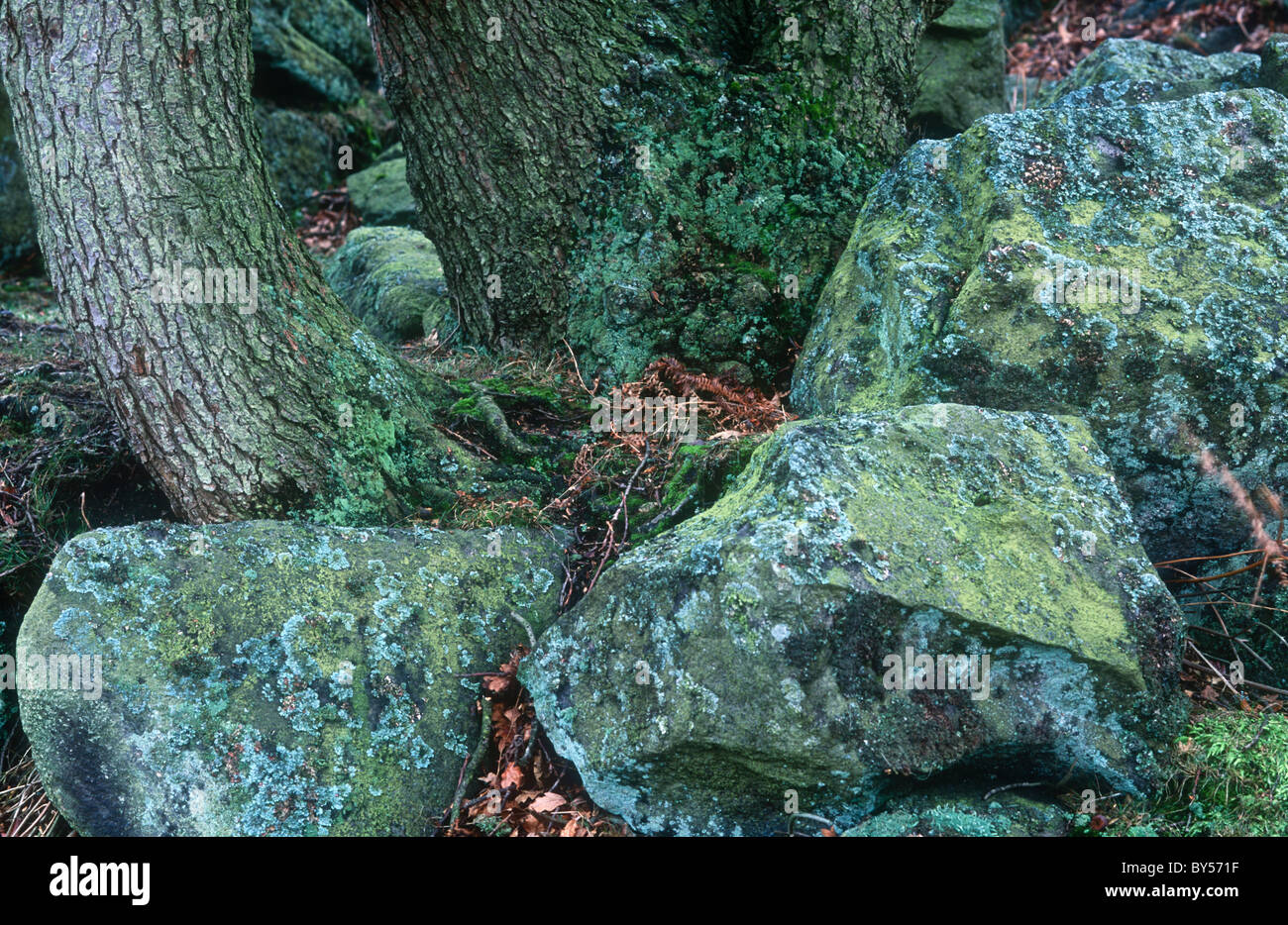 Lichens and mosses on rocks and oak tree, Burbage Rocks, Peak District, Derbyshire Stock Photo
