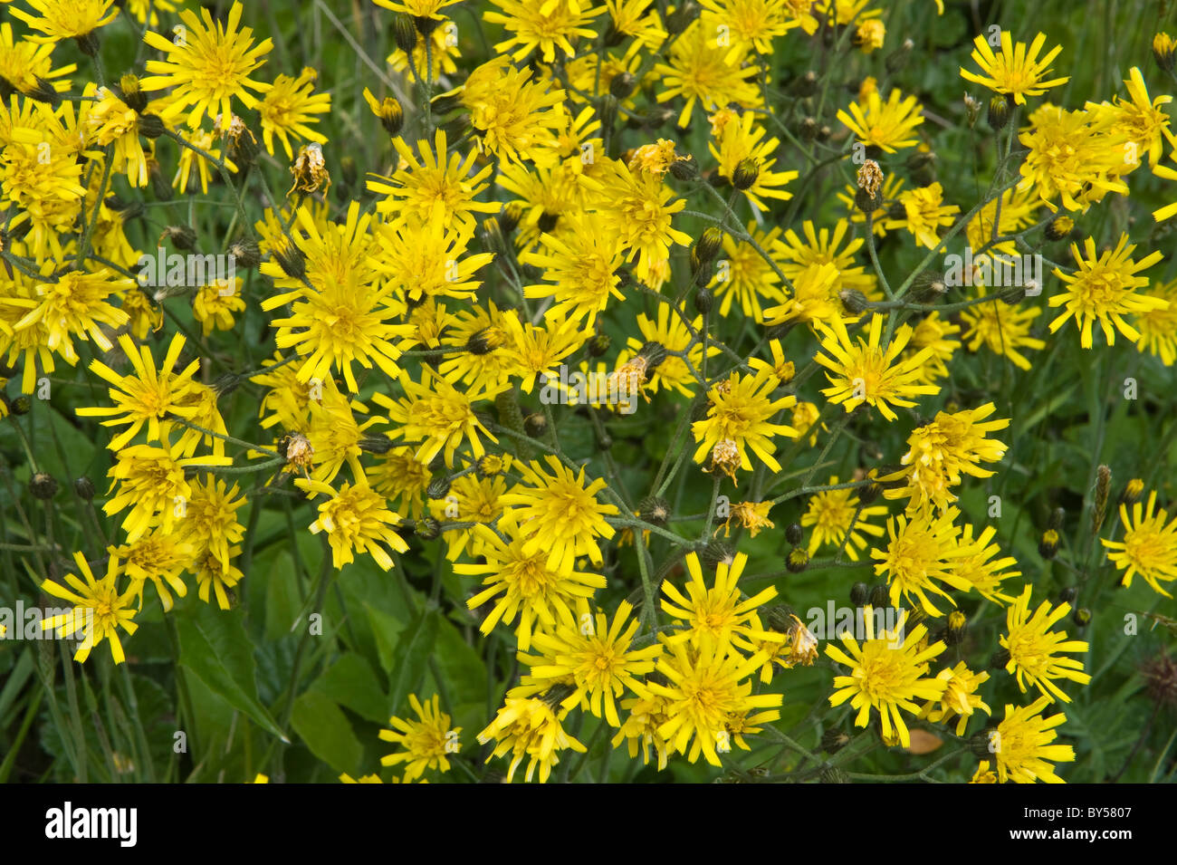 plantes ushuaia