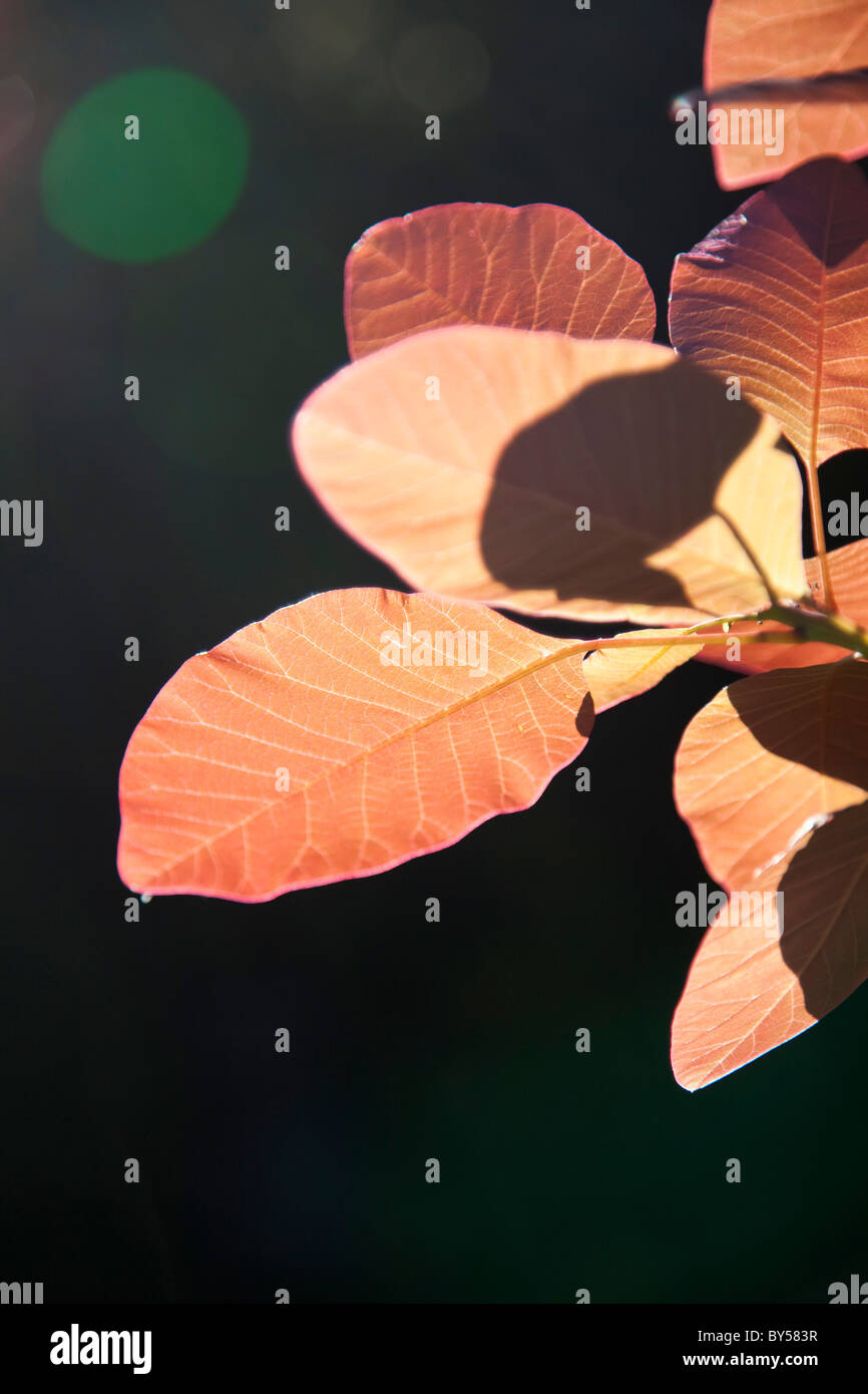 Detail of autumn leaves on a tree Stock Photo - Alamy