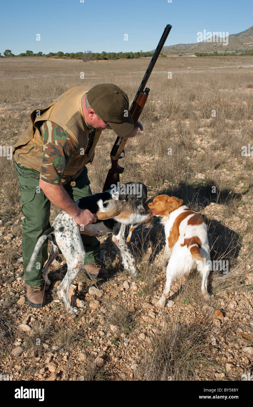 Pointer and brittany hunting dogs retrieving a hare Stock Photo Alamy