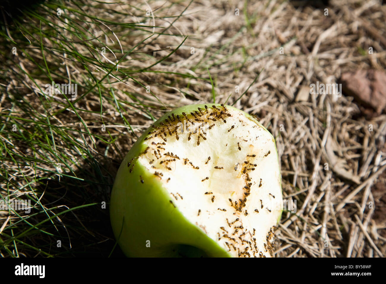Ants eating a half eaten green apple, outdoors Stock Photo Alamy