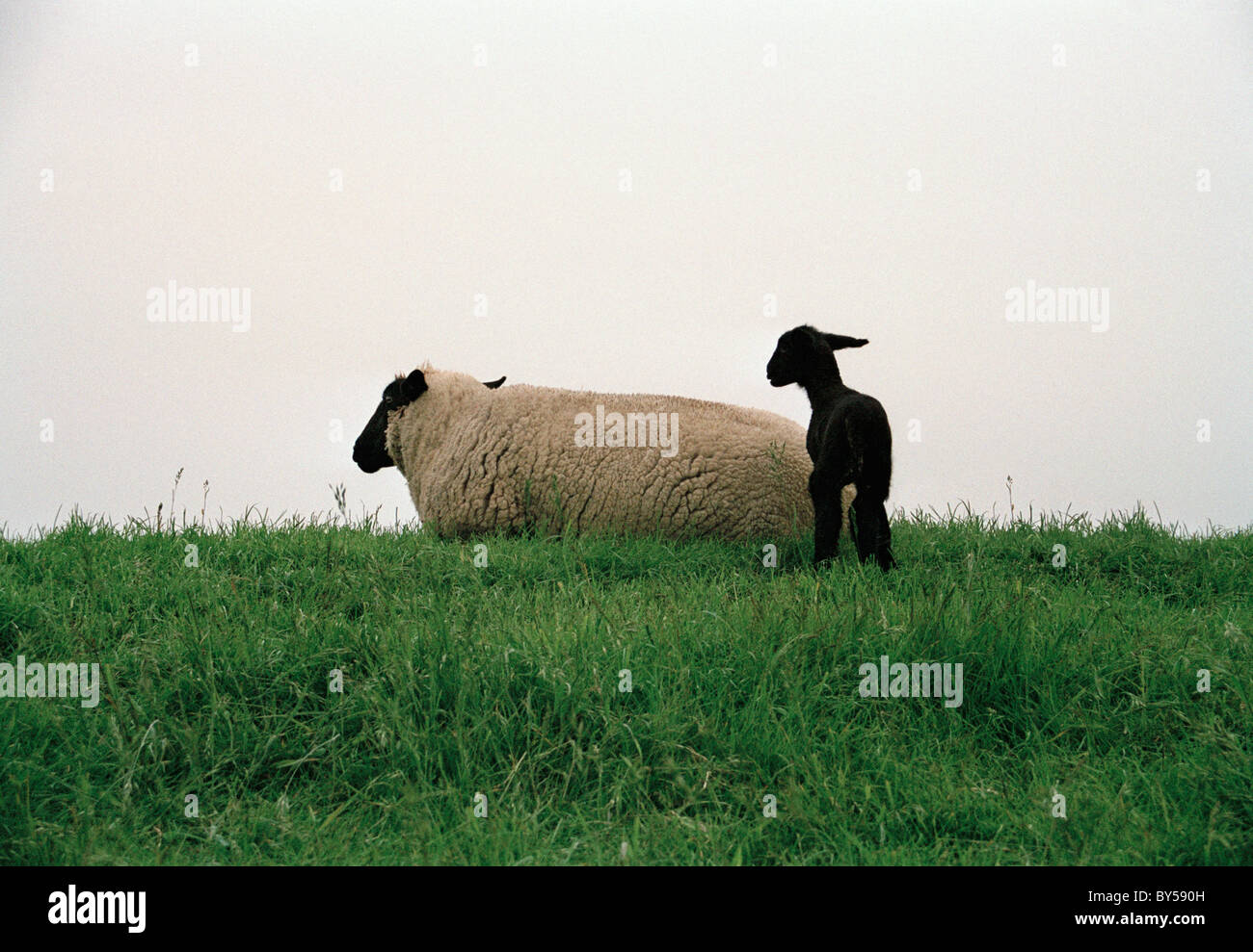 Mother and baby sheep Stock Photo