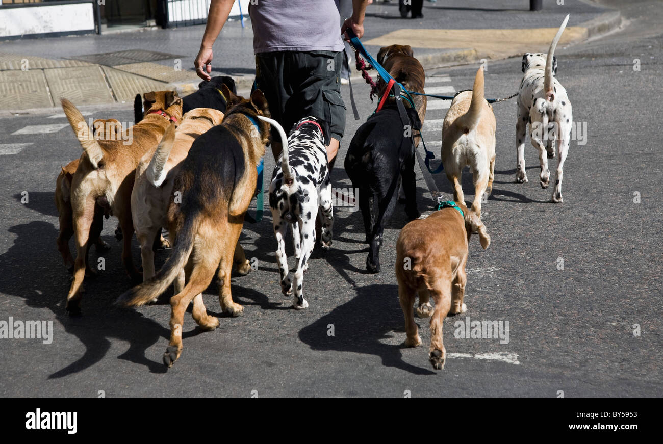 Rear view of a man walking a group of dogs Stock Photo