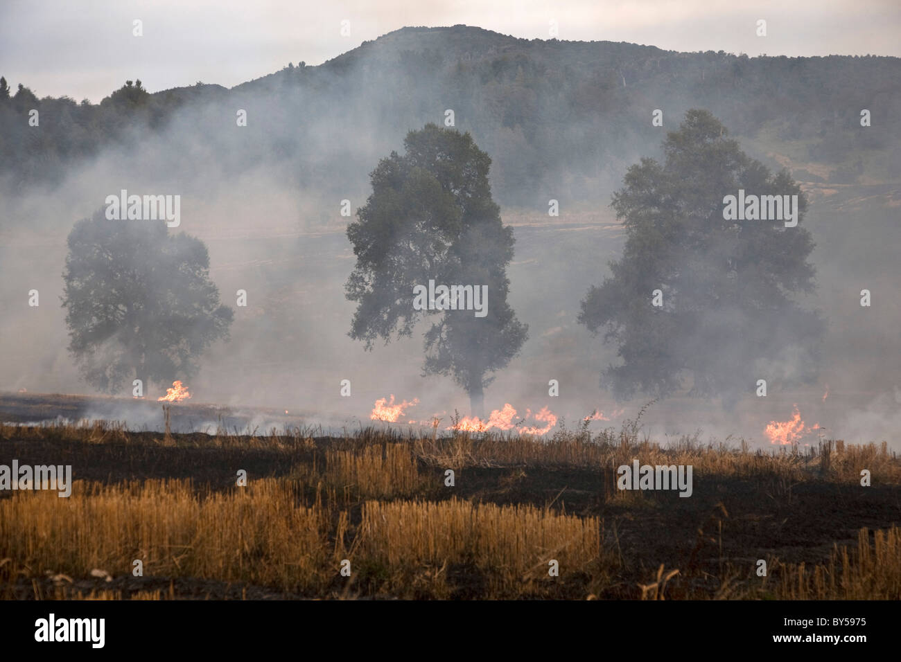 A fire burning in a field Stock Photo Alamy